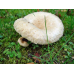 Мицелий Волнушки белой (Lactarius pubescens)